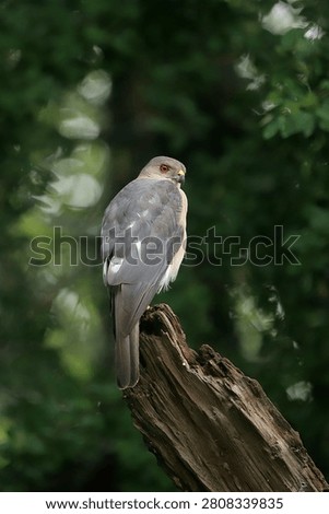 Indian shikra a tiny ghost of jungle 