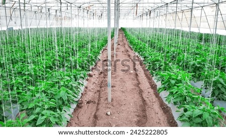 Indian Shimla Mirch pepper in poly house Soil greenhouse with plastic film