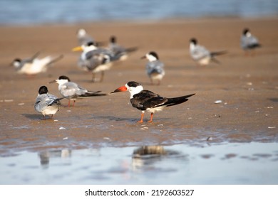 Indian Skimmer In A Back Water Shore