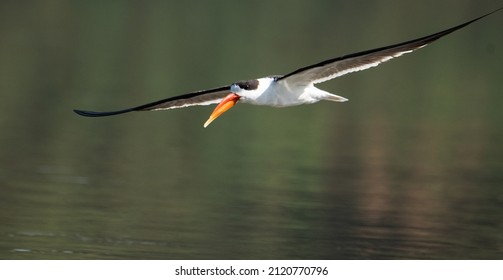 Indian Skimmer Birds In Action