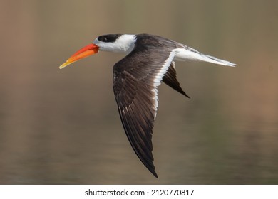 Indian Skimmer Birds In Action