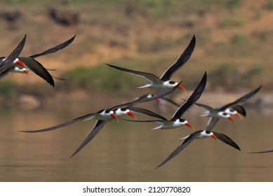 Indian Skimmer Birds In Action