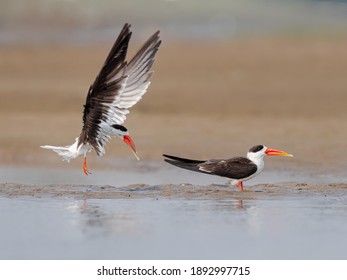 Indian Skimmer Couple On Beach