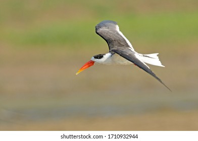 An Indian Skimmer In Flight.