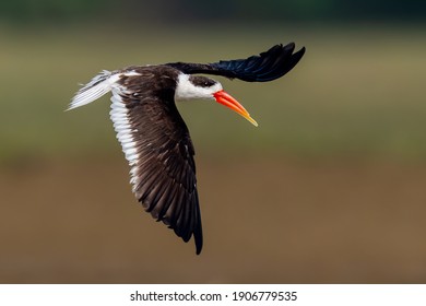 Indian Skimmer In Flight Mode