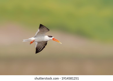 Indian Skimmer Flying In Its Habitat