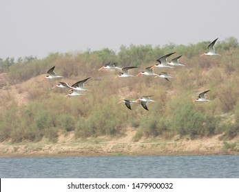 Indian Skimmer On The Chambal River