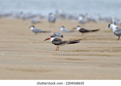 Indian Skimmer On Pulicat Beach 