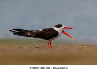 Indian Skimmer Sitting On Sand Dunes