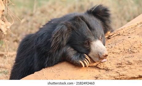 Indian Sloth Bear Cub Relaxing