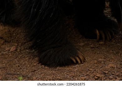 Indian Sloth Bear Powerful Claws On The Ground.