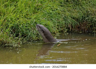 504 Smooth Coated Otter Images, Stock Photos & Vectors | Shutterstock