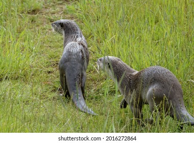 504 Smooth Coated Otter Images, Stock Photos & Vectors | Shutterstock