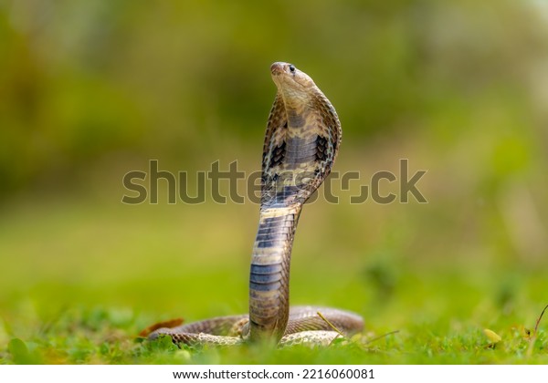 Indian spectacled cobra or\
Naja naja