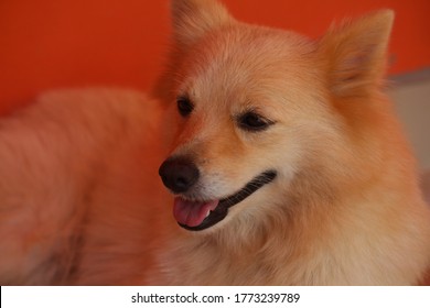 Indian Spitz Beautiful Puppy Dog