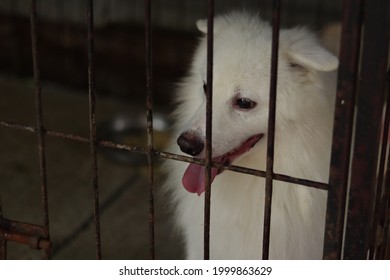 The Indian Spitz Dog In A Kennel. 