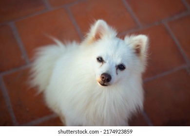 Indian Spitz Dog Posing Stock Image.