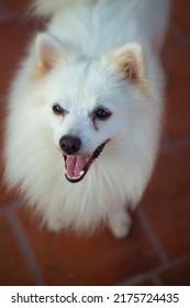 Indian Spitz Dog Posing Stock Image.