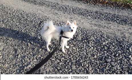 Indian Spitz Dog Shoot.
Photography 