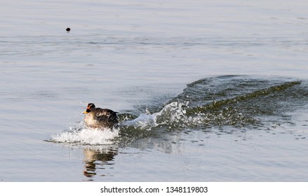 Indian Spot Billed Duck Crash Landing In Water