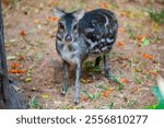 The Indian spotted chevrotain (Moschiola indica) is a species of even-toed ungulate in the family Tragulidae. It is native to India and possibly Nepal.