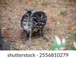 The Indian spotted chevrotain (Moschiola indica) is a species of even-toed ungulate in the family Tragulidae. It is native to India and possibly Nepal.