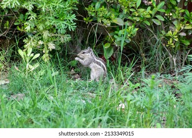 Indian Squirrel In Forest HD Wallpaper.