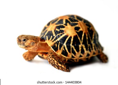 Indian Star Tortoise