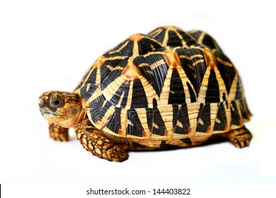 Indian Star Tortoise