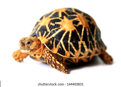 Indian Star Tortoise