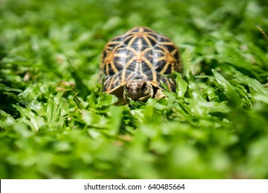 Indian Star Tortoise