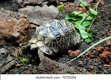 Indian Star Tortoise