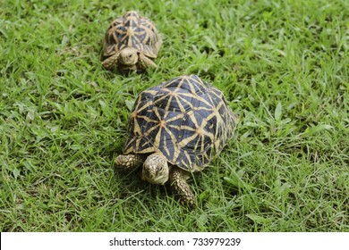 Indian Star Tortoise