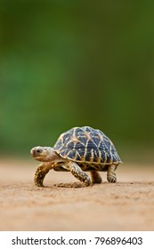 tortoise in hindi language