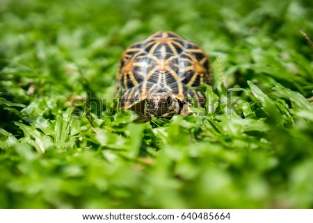 indian star tortoise