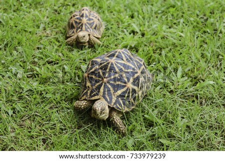 Indian star tortoise