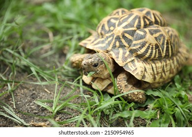 620 Indian star tortoise Images, Stock Photos & Vectors | Shutterstock