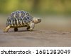 173,263 : Tortoise Images, Stock Photos, 3D objects, & Vectors ...