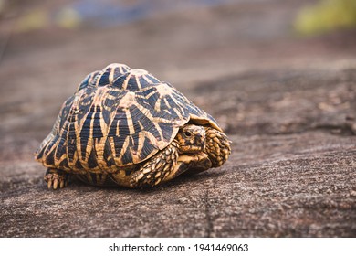 The Indian star tortoise a threatened species of tortoise found in dry areas and scrub forest in India, Pakistan and Sri Lanka. This species is popular in the exotic pet trade, reason for endangerment - Shutterstock ID 1941469063