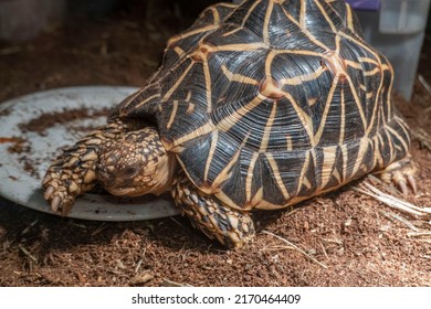 The Indian Star Tortoise Is A Threatened Species Native To India And Pakistan.