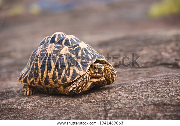 The Indian star tortoise a threatened\
species of tortoise found in dry areas and scrub forest in India,\
Pakistan and Sri Lanka. This species is popular in the exotic pet\
trade, reason for\
endangerment