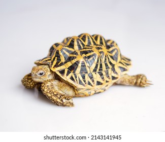 73,043 Stars animal Stock Photos, Images & Photography | Shutterstock