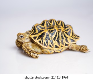 73,043 Stars animal Stock Photos, Images & Photography | Shutterstock