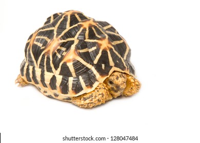 620 Indian star tortoise Images, Stock Photos & Vectors | Shutterstock