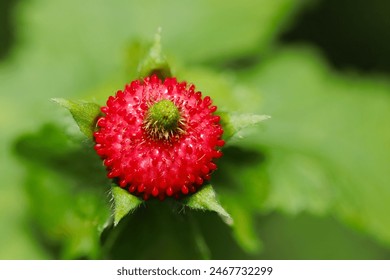 Indian strawberry, Yabuhebi strawberry fruit ripens bright red (Natural+flash light, macro close-up photography) - Powered by Shutterstock