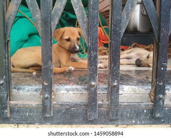 Indian Stray Dog & Puppy Behind Bars