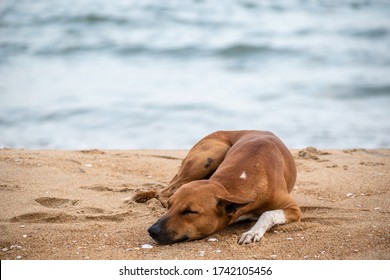 1,073 Indian Stray Dogs Images, Stock Photos & Vectors | Shutterstock