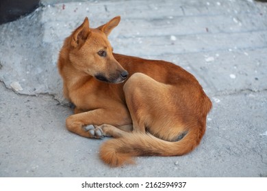 Indian Street Brown Dog In Rishikesh, India