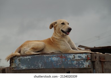 Indian Street Dog In Monsoon