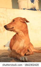 A Indian Street Dog, Indian Pariah Dog.